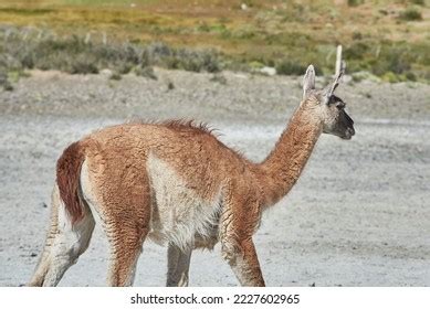 Guanacos Peninsula Patagonia Argentina Stock Photo 2227602965 ...