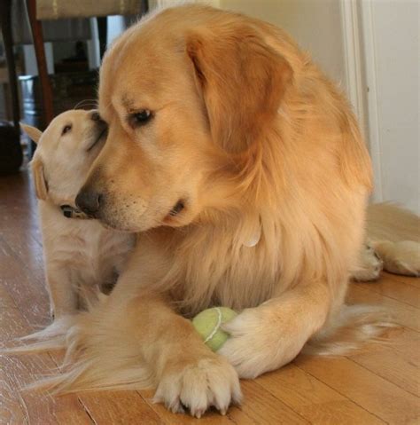 Golden love... | Cute dogs, Golden retriever, Dogs