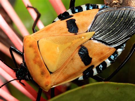 Crazy Looking Insects