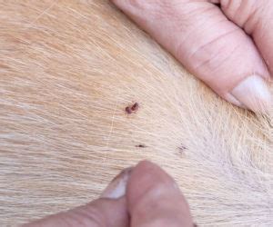 fleas on dog skin – KeepingDog