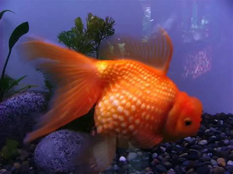 Pregnant Goldfish Care: How to Tell If a Goldfish is Pregnant