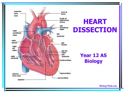 HEART DISSECTION