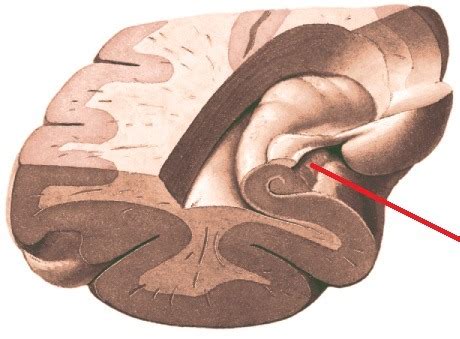 Anatomy - Rhinencephalon Flashcards | Quizlet