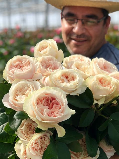 Chiffon - Sassen B.V. - VIP Roses | Beautiful rose flowers, Heritage rose, Rose varieties