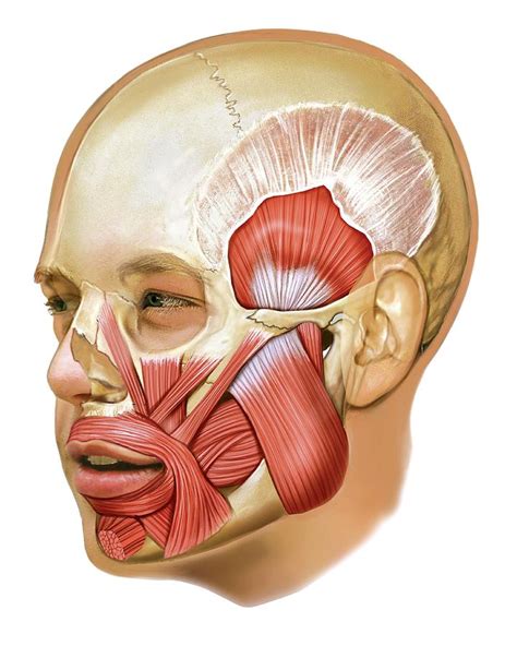 Masticatory Muscles #1 Photograph by Asklepios Medical Atlas - Fine Art America