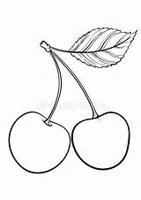 Two cherries With Leaves On White Background Royalty Illustration For  sketch template