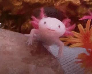 Happy Smile GIF - Axolotl Smile Happy - Discover & Share GIFs | Axolotl cute, Cute animals ...