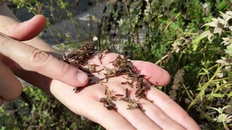 Collecting Bee Balm (Monarda) Seeds with Working Food - YouTube