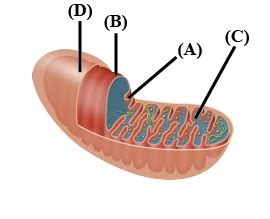 Mitochondria Diagram Labeled