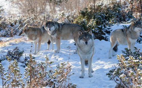 Wolf pack in the snow HD desktop wallpaper : Widescreen : High ...