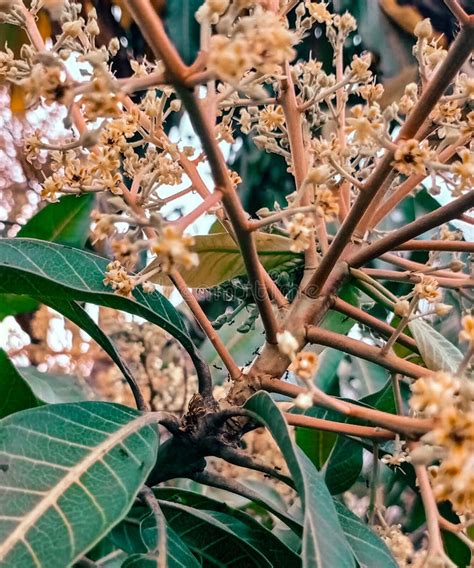 Mango Tree Flowers Surrounded by a Swarm of Ants Stock Image - Image of mango, tree: 232087119