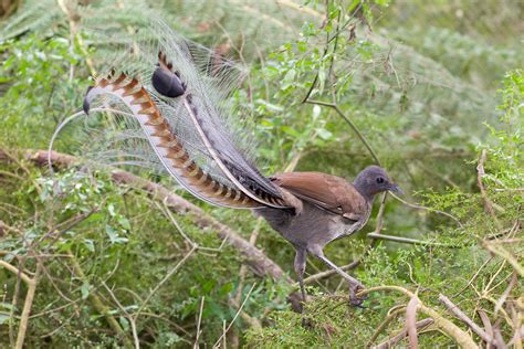 Lyrebird - Wikipedia