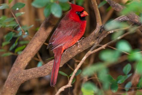 80+ Male Cardinal On Branch Florida Stock Photos, Pictures & Royalty ...