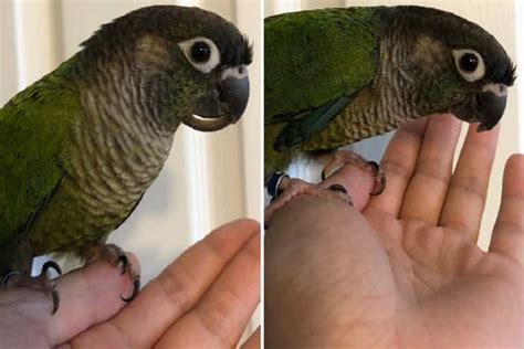 Parrot Beak Trimming At Home Easy Method - Parrots for Sale