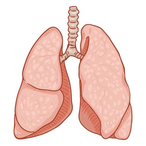 Premium Vector | Vector cartoon human lungs anatomical organ illustration