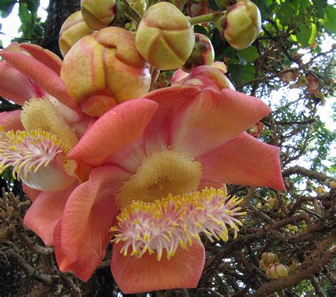 Image Jackfruit Flower