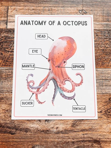 Anatomy of a Octopus Printable // Ocean Exploration // Ocean Busy Book ...