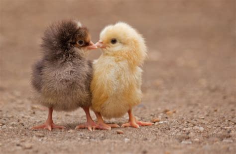 How To Care For Baby Chickens