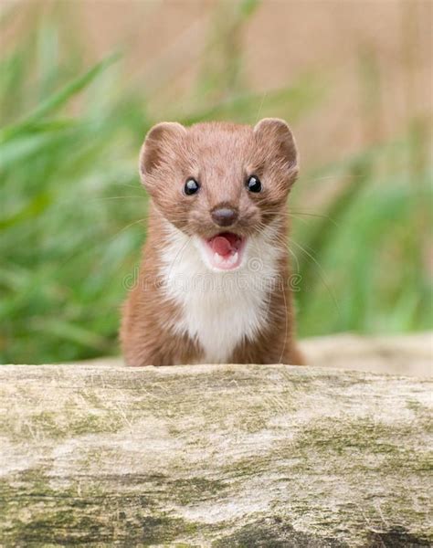 Brown and White Snarling Weasel. A small weasel, typical example of ...