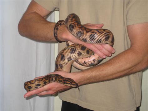 Brazilian Rainbow Boa – Care Sheet and Advice