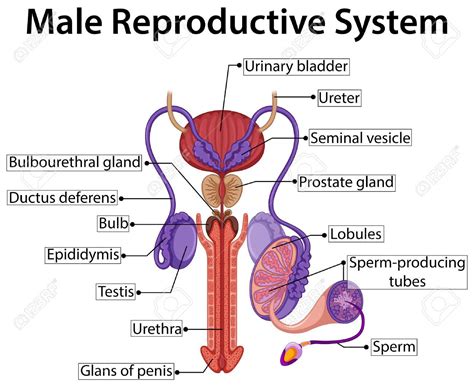 Pictures Of The Male Anatomy - koibana.info | Reproductive system, Female reproductive system ...