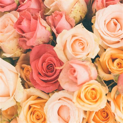 "Pink And Orange Roses" by Stocksy Contributor "Lumina" - Stocksy