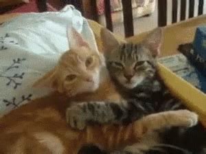 Cat Hugging GIF - Cat Hugging Cats - Discover & Share GIFs | Cat cuddle ...