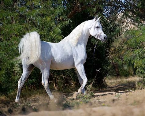 Pin by Kindred on Arabian Horse | White horses, Most beautiful horses ...