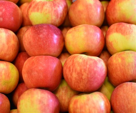 Increasing Yield of Cosmic Crisp® Apples | Wilbur-Ellis