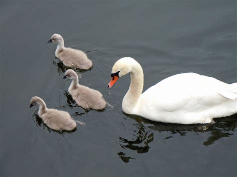 Swan Facts for Kids | Swans For Kids | Cool Kid Facts