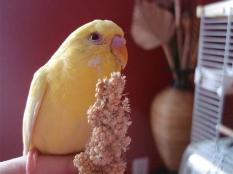 The Best Parakeet Diet and Foods: What to Feed a Budgie - PetHelpful