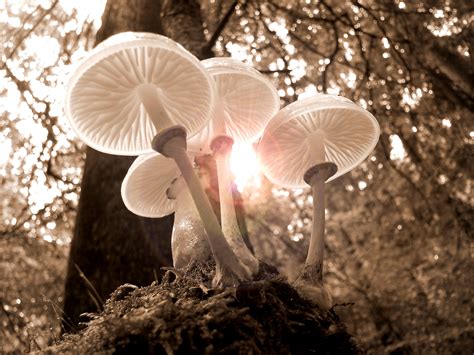 800x480 White Mushrooms 4k 800x480 Resolution HD 4k Wallpapers, Images ...