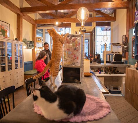 Brooklyn Cat Café to expand with new outdoor ‘catio’ and new kitten ...