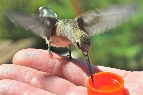 Safe, Easy Tips for Hand Feeding Hummingbirds at Home - Trendradars Latest