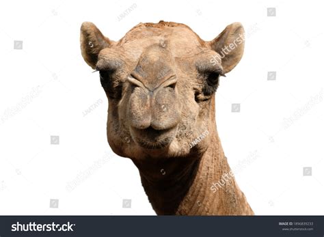 Close-up Photo Camel Face Isolated On Stock Photo 1896839233 | Shutterstock