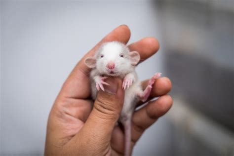 How Many Babies Can A Rat Have In One Litter at Nathaniel Roach blog