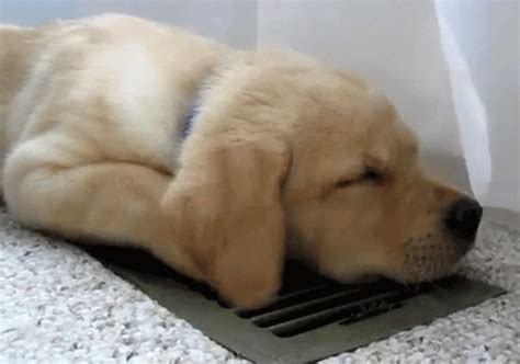 Puppy-dog-ears GIFs - Get the best GIF on GIPHY