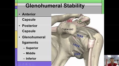 glenohumeral ligaments - YouTube