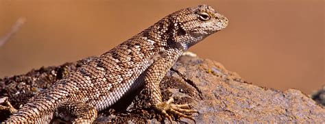 What are Those Blue-Bellied Lizards? — Deschutes Land Trust