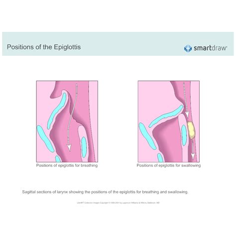 human anatomy - What is the function of epiglottis? - Biology Stack Exchange