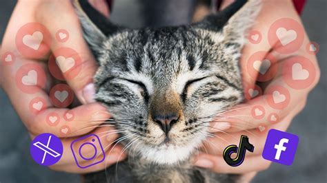 The Cat Distribution System: The Social Media Phenomenon of Being Chosen By a Cat