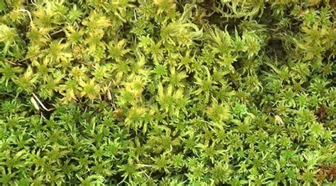 Sphagnum Moss | Scottish Wildlife Trust