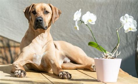 Rhodesian Ridgeback Mixes: 19 Ridged Rover Mixes