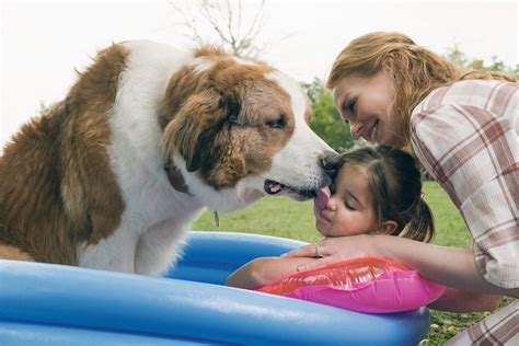 'A Dog's Journey' brings Bruce Cameron's Bailey back to life — and back again