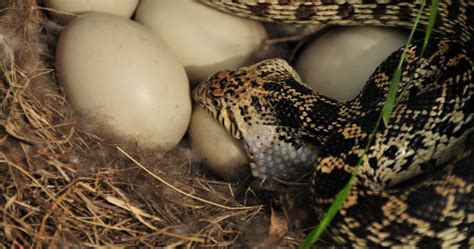 Wild Wonderings: The Snake Conundrum: Using Eggshell Evidence to Identify Quail Nest Predators