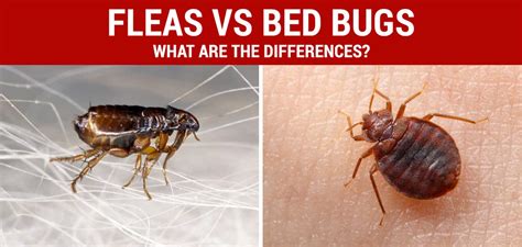 How To Get Rid of Bed Bugs | Detection, Treatment & Prevention