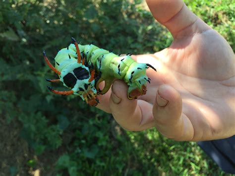 Hickory Horned Devil- Rock Bridge Trees- Pecan Trees