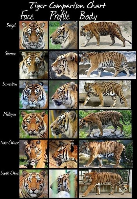 🔥 Tiger Comparison Chart : r/NatureIsFuckingLit