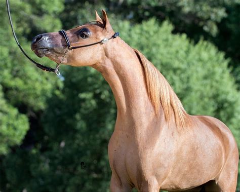 Circle D Miniature Horses