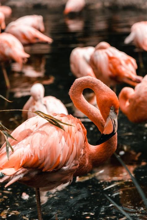 Flock Of Flamingo · Free Stock Photo